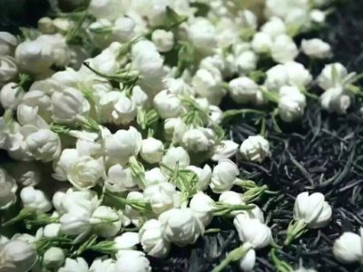 喝茶治口臭嗎，什么茶治口臭好？