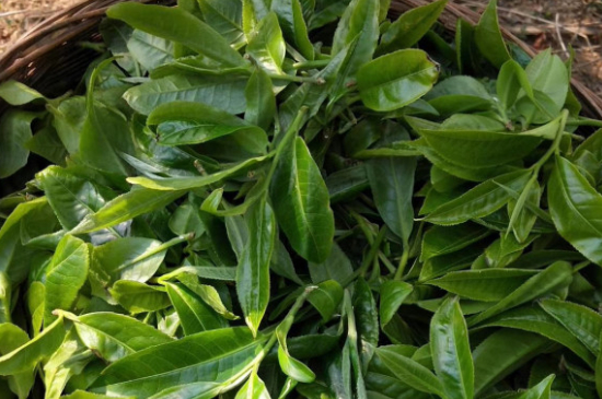 最耐泡的茶葉排名，什么茶葉經(jīng)久耐泡？