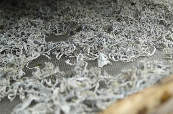 麗江雪茶的功效與作用，白雪茶有什么功效和作用