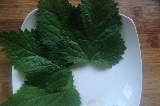 薄荷茶的功效與作用，喝薄荷茶有什么好處？