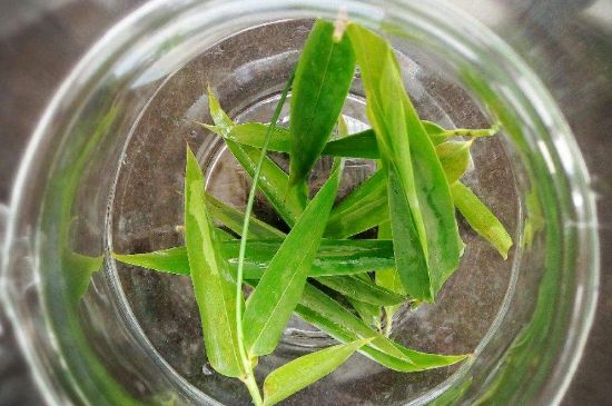 竹葉茶的禁忌，竹葉泡茶的功效禁忌