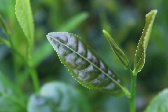 綠茶第一泡要倒掉嗎，為什么綠茶第一泡不喝？