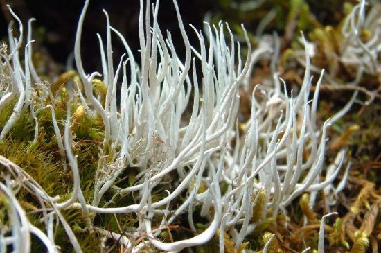 麗江雪茶的禁忌，白雪茶的副作用