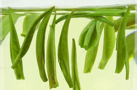 雀舌茶什么人不能喝，雀舌茶的功效與禁忌