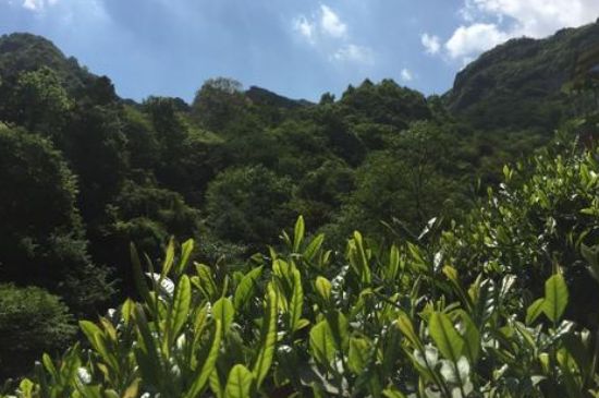 六安瓜片適合什么人喝，六安瓜片的功效與禁忌