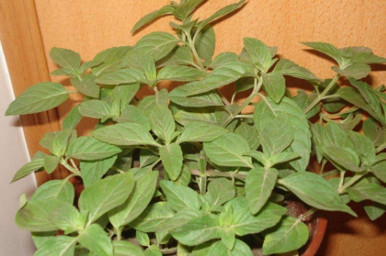 薄荷茶的功效與作用，喝薄荷茶有什么好處？