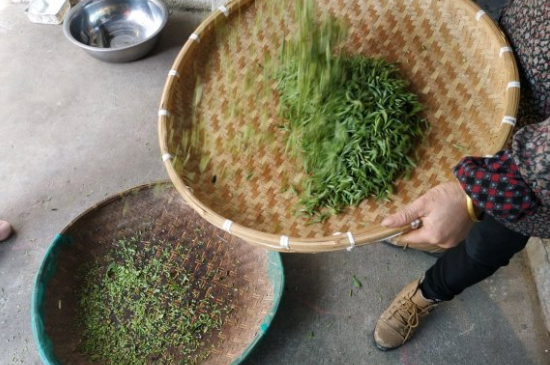 炒青茶為什么便宜，炒青綠茶好喝嗎？