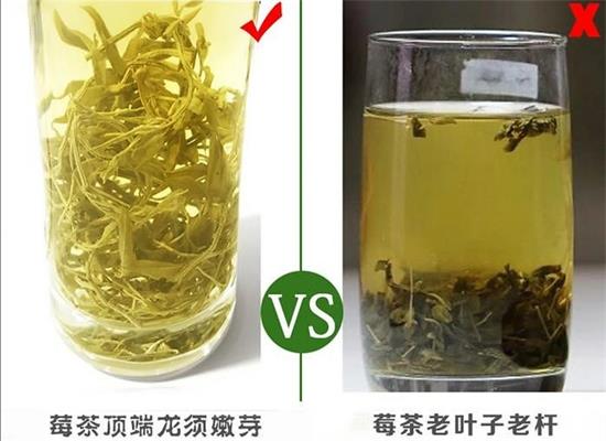 張家界茅巖莓茶與藤茶是同一種茶嗎，藤茶跟莓茶一不一樣？