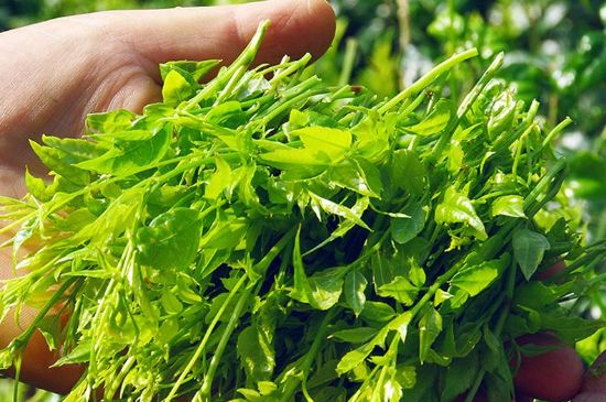 茅巖莓茶別名是什么，莓茶別名叫藤茶嗎？