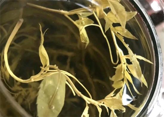 張家界茅巖莓茶與藤茶是同一種茶嗎，藤茶跟莓茶一不一樣？