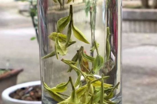 蒸汽煮茶器適合什么茶，蒸汽煮茶器適合用綠茶嗎？