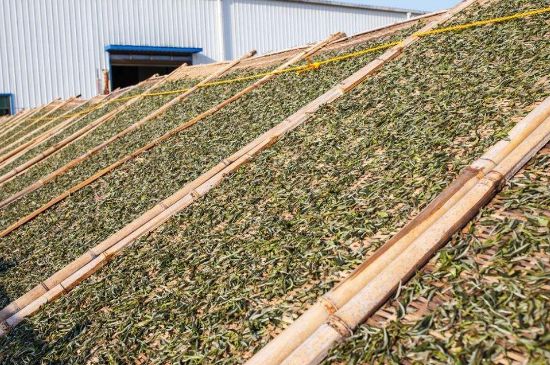 武夷巖茶的初制、精制加工工藝詳細(xì)講解