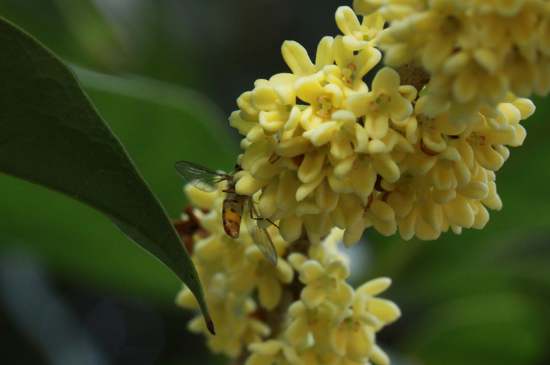 桂花茶禁忌，喝桂花茶有什么禁忌