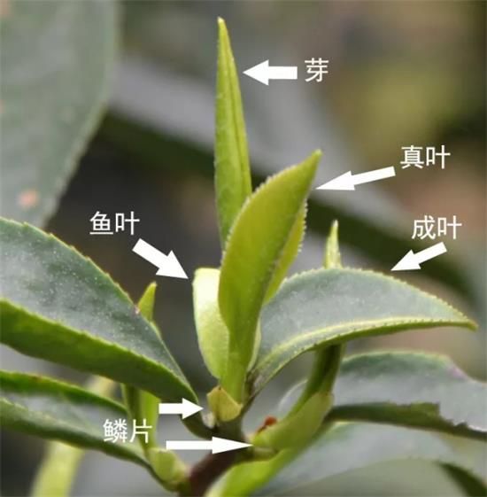 摘茶葉最快的方法，采摘茶葉怎么才能快？