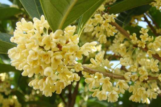 茉莉茶一次泡幾朵，茉莉茶放多少