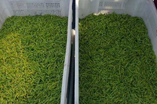 什么茶葉適合用蒸茶器，什么茶可以蒸