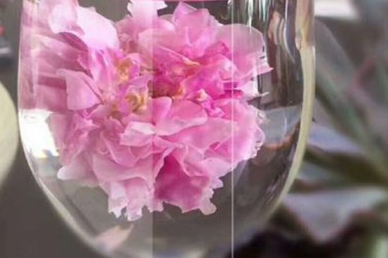 干玫瑰花泡水放幾顆，玫瑰花泡水一次放幾朵？