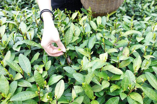 采茶的方法與步驟，如何正確采摘茶葉？