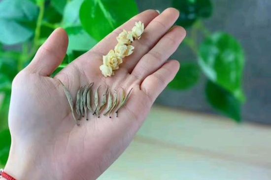 茉莉銀針口感，茉莉銀針是什么味道？