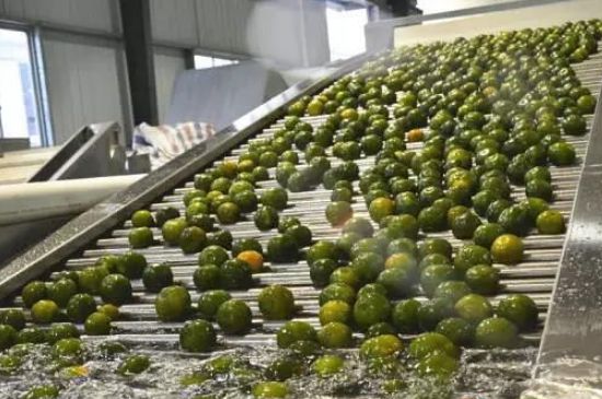 家庭自制柑普茶方法，小青柑制作9個(gè)步驟竅門（圖片）