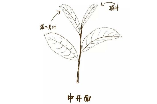 武夷巖茶的初制、精制加工工藝詳細(xì)講解