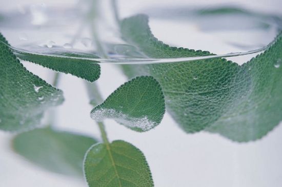 薄荷葉茶怎么制作，薄荷如何做成干茶葉