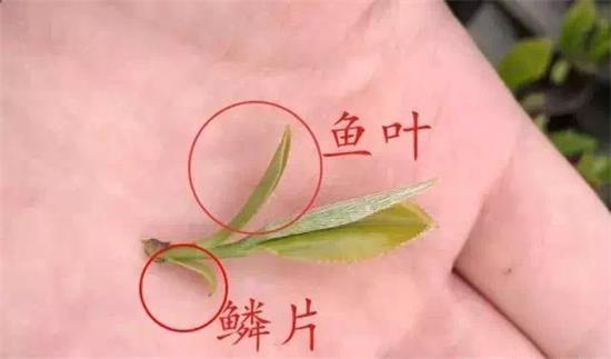 摘茶葉最快的方法，采摘茶葉怎么才能快？