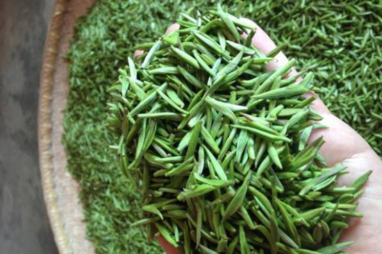 采茶的方法與步驟，如何正確采摘茶葉？