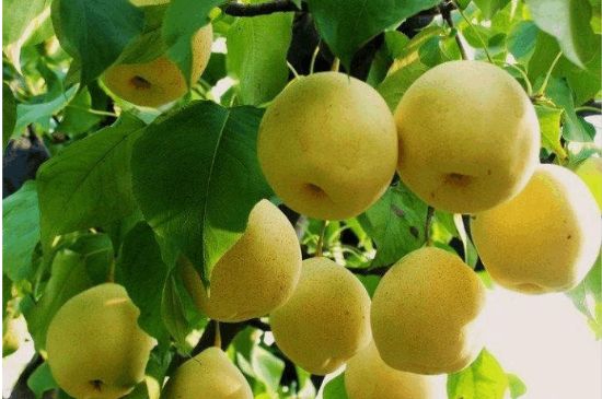 一把真正的本山綠泥壺最低多少錢，什么價(jià)格能買到本山綠泥紫砂壺？