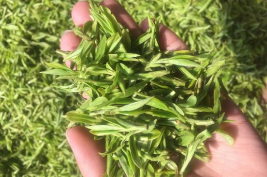 龍井好喝還是毛尖好喝，綠茶是龍井好還是毛尖好？