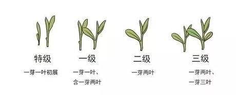 烏牛早和龍井的區(qū)別圖片，龍井43號(hào)和烏牛早茶的對比