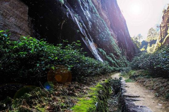 肉桂茶和大紅袍哪個貴，武夷山肉桂與大紅袍的價格比較