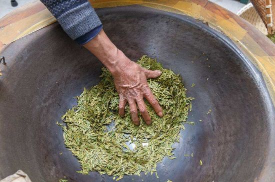 雀舌有一股青草味，雀舌為什么有青草味？