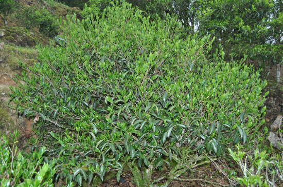 肉桂茶屬于紅茶嗎，牛欄坑肉桂是紅茶還是綠茶？