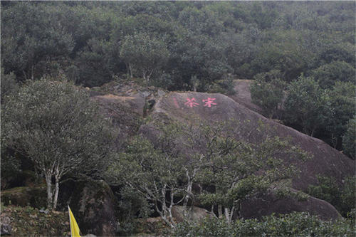 宋種一號(hào)價(jià)值為什么高，鳳凰單樅宋種1號(hào)價(jià)格與產(chǎn)量多少？