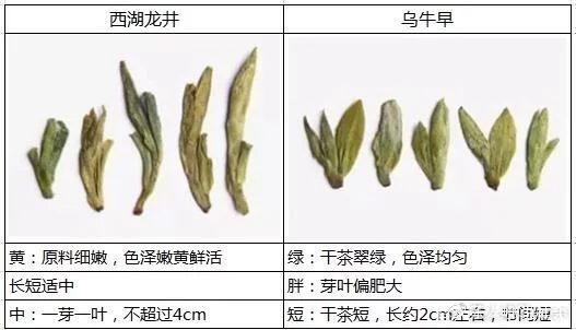 烏牛早和龍井的區(qū)別圖片，龍井43號(hào)和烏牛早茶的對比