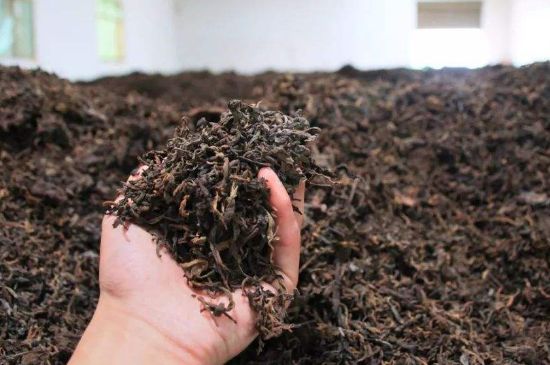 茯磚茶與普洱茶哪個好，茯茶和普洱茶口味區(qū)別