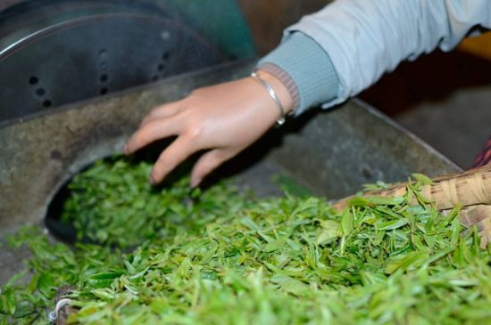 雀舌有一股青草味，雀舌為什么有青草味？