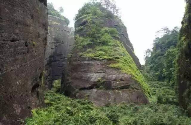 武夷山為什么盛產(chǎn)茶葉，武夷山茶為什么好喝？