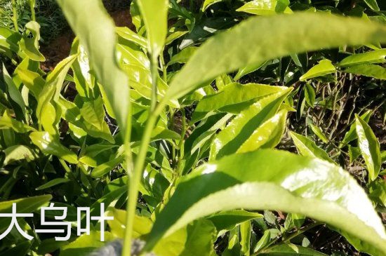 鴨屎香和大烏葉是同一種茶葉嗎，單叢大烏葉和鴨屎香有什么區(qū)別？
