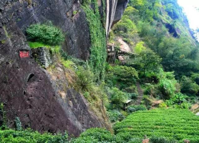 武夷山為什么盛產(chǎn)茶葉，武夷山茶為什么好喝？