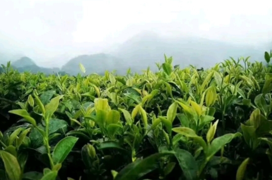 一天3杯紅茶抗癌，常飲紅茶對(duì)身體有好處！