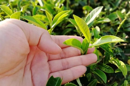 大紅袍四大品種有哪些，大紅袍的種類和著名品種特點(diǎn)介紹