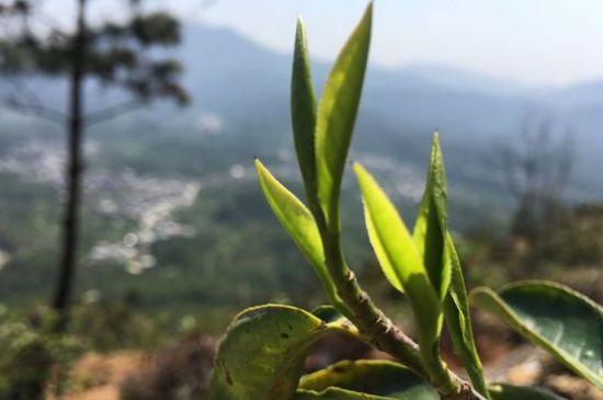 鳳凰單樅什么人不能喝，哪些人不能飲單叢茶