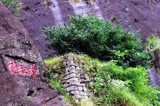 宋種一號(hào)價(jià)值為什么高，鳳凰單樅宋種1號(hào)價(jià)格與產(chǎn)量多少？
