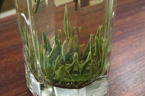 竹葉青和雀舌哪個貴，竹葉青茶貴嗎？