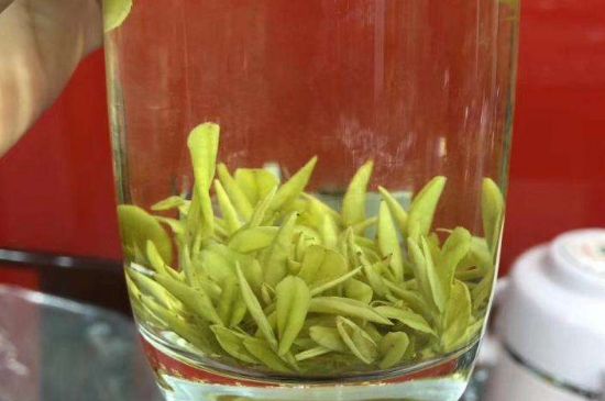 茶中奇葩黃金芽，安吉白茶中黃金芽的特點
