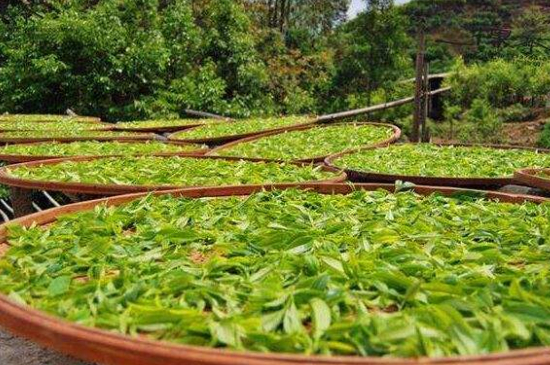 單叢茶十大香型以及常見品種大全，潮安鳳凰單樅十大名香歸類