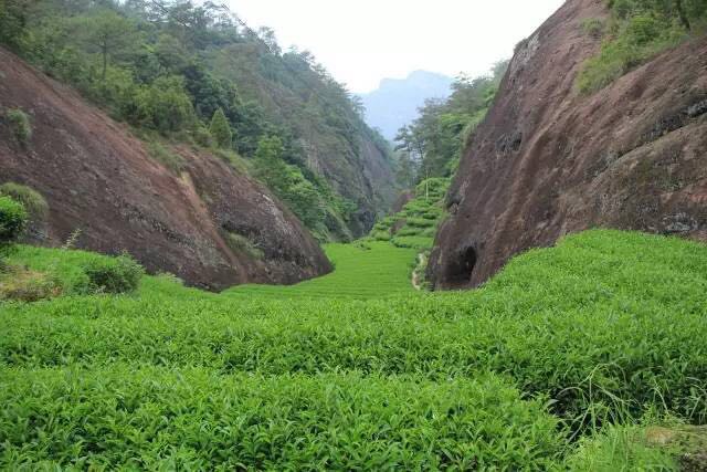 武夷山為什么盛產(chǎn)茶葉，武夷山茶為什么好喝？