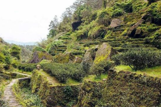 肉桂茶和大紅袍哪個貴，武夷山肉桂與大紅袍的價格比較
